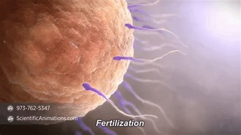 semen gif|Fertilization GIFs .